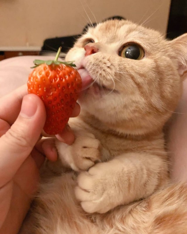 Забавные животные