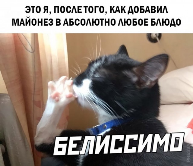 Белиссимо мем с котом