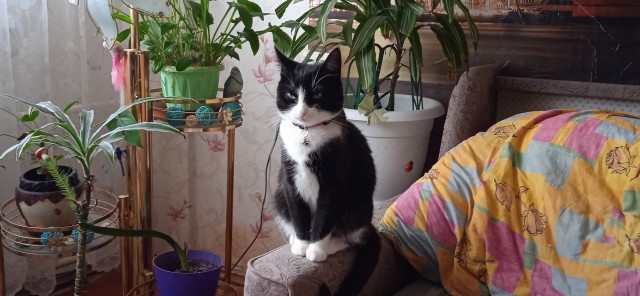 Котовторник!