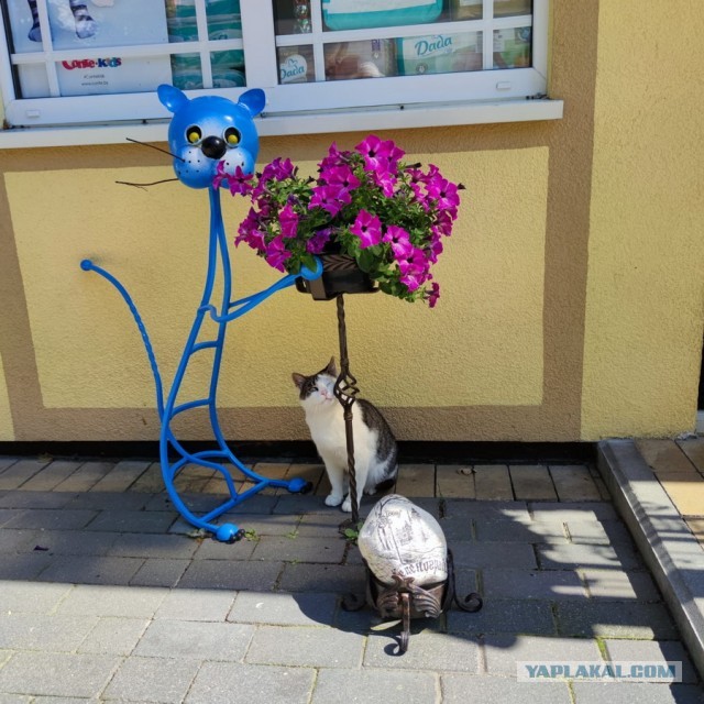 Кот Василий