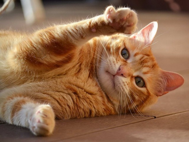 Разные котики