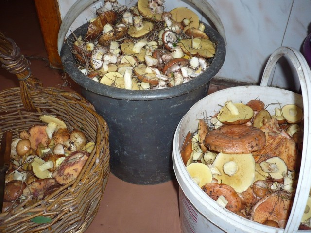 Дача, грибы, мясо, овощи.