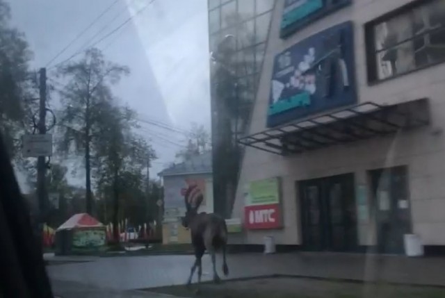 Встреча с медведицей и медвежатами