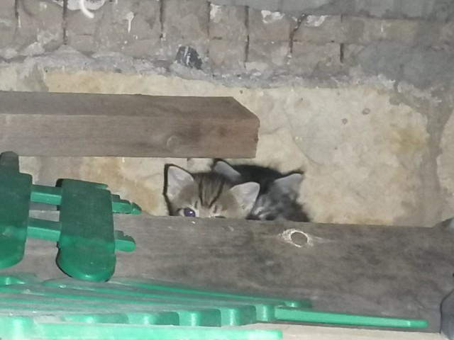 Не котовторник, но у нас пополнение в составе