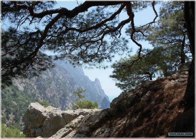 Крым. Мыс Ая. Деревья моря.