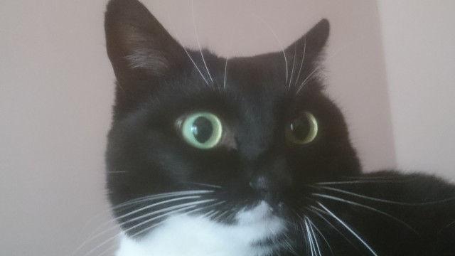 Котовторник прошел, а я не успел