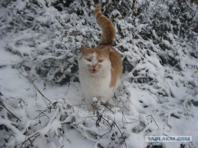 Жизнь домашнего приюта для котеек 421