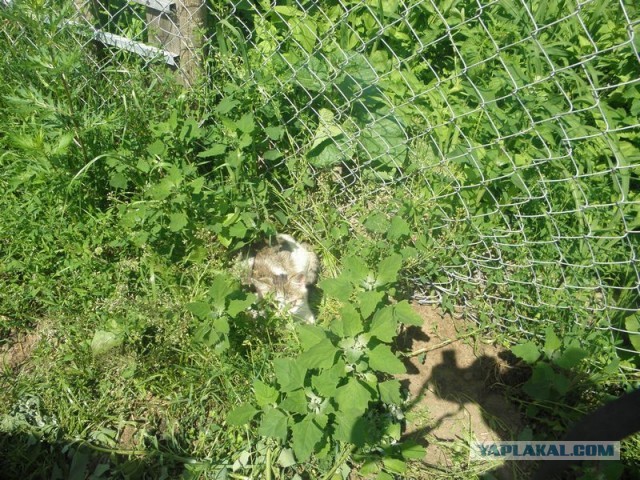 Жизнь домашнего приюта для котеек 452