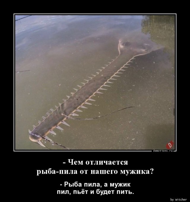 Рыба-пила атакует собак на берегу.