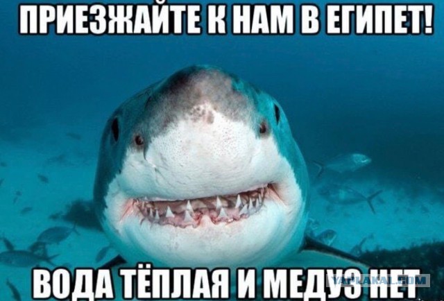 Большая белая акула, она просто играет