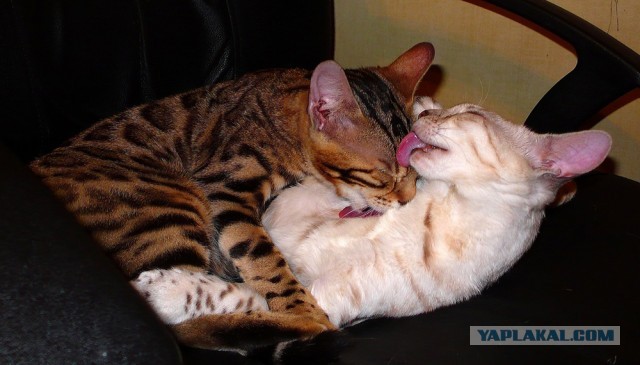 О бенгальских котах на наглядном примере