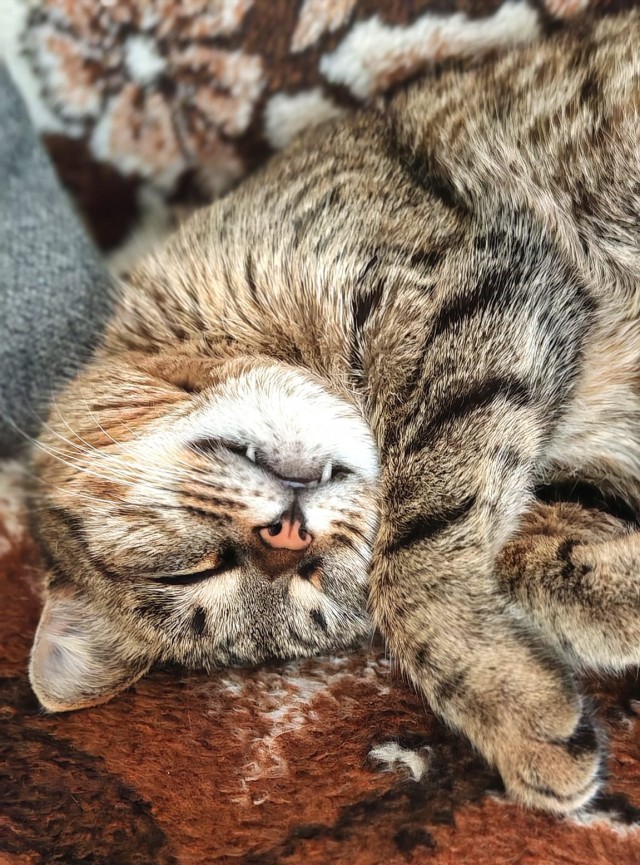 Спящий кот