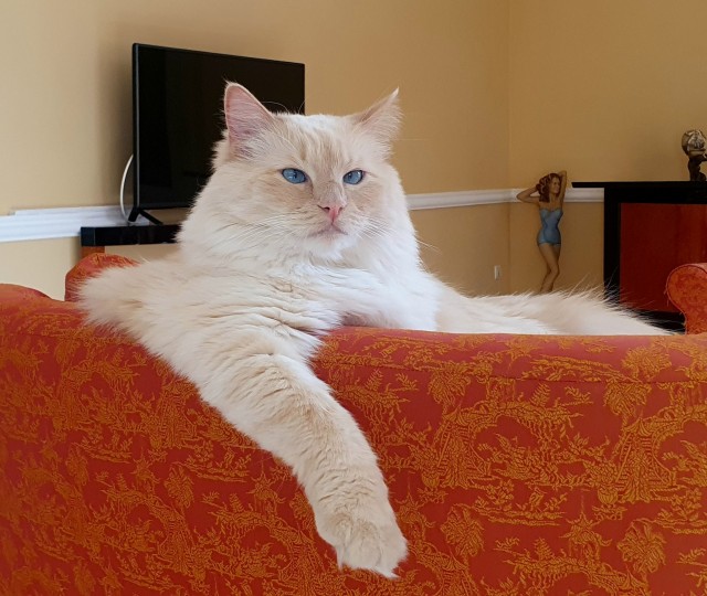 Нефотогеничный кот