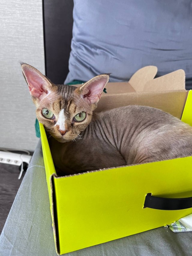 Нефотогеничный кот