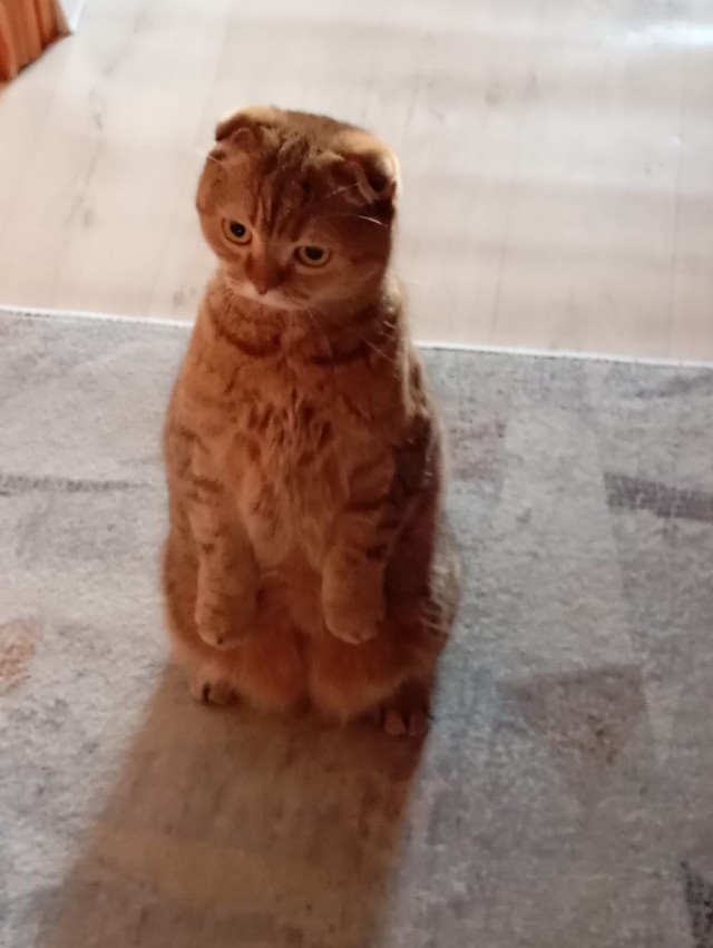 Кото-вторник.