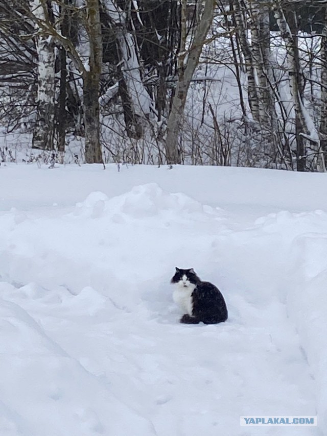 Кошке Офелии очень понравился снег