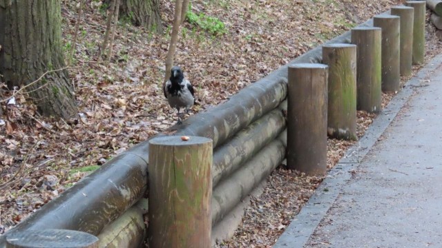 Вороне где‑то бог послал кусочек...