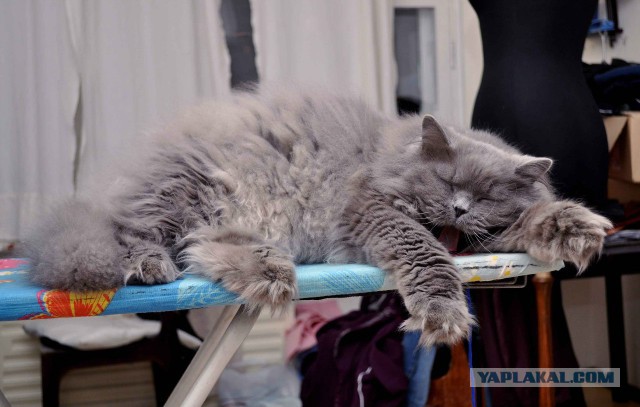 Котовторник  10.12.2013