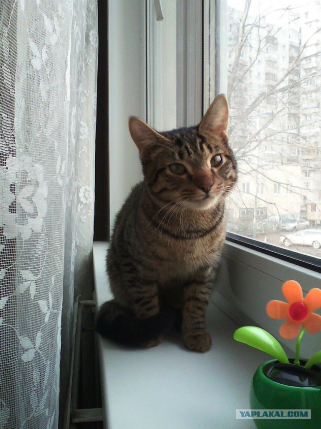 Котовторник 25.02.2014