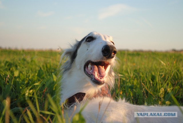 Собачки: русская борзая