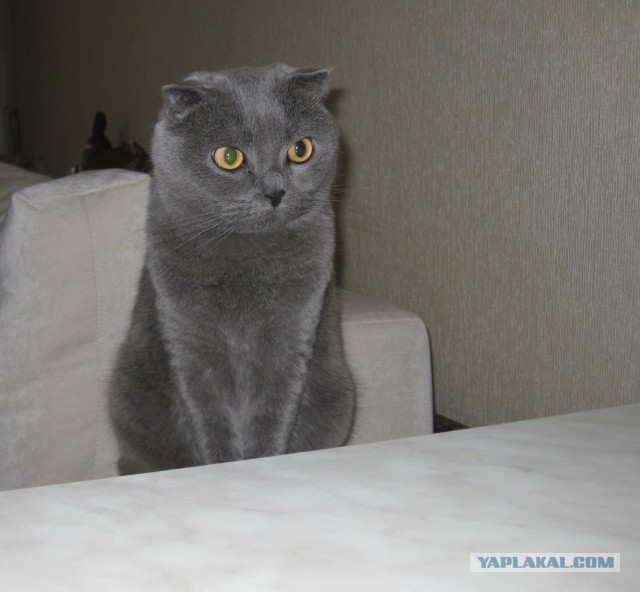 Котовторник 24.06.2014