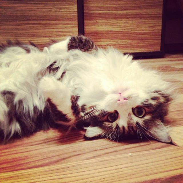 Котовторник  08.07.2014