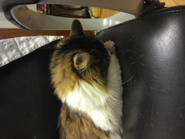 Котовторник