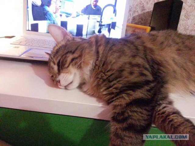 Котовторник