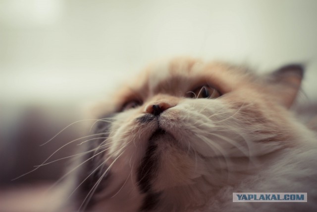 Котовторник наступил!:)