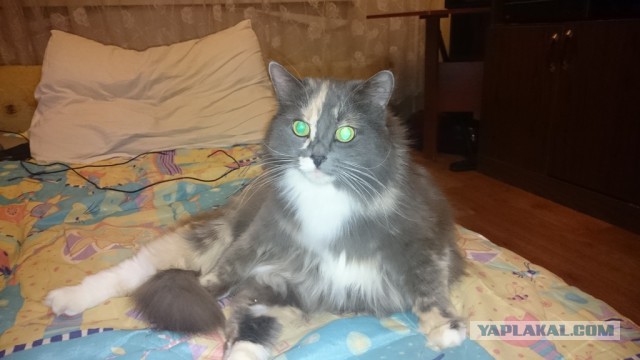 Пост невероятной кошачьей красоты. 25 фот.