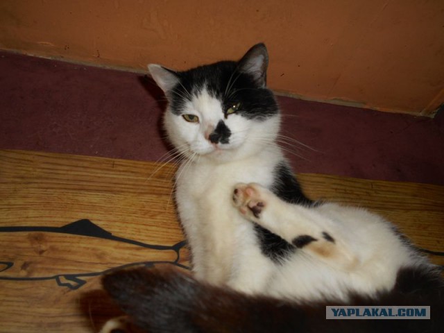 Жизнь домашнего приюта для котеек 125