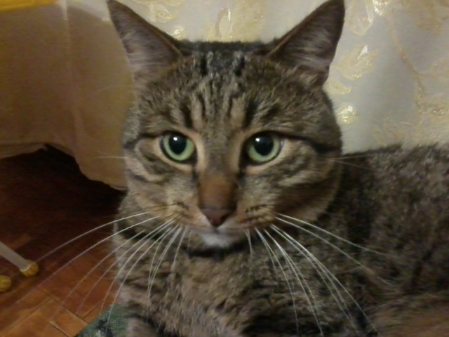 Коты и Кошки