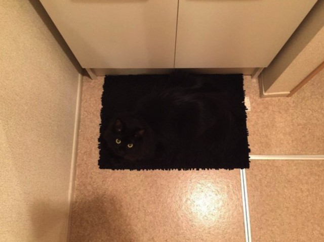 Коты и Кошки