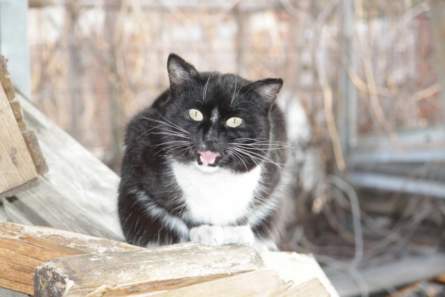 Коты и Кошки