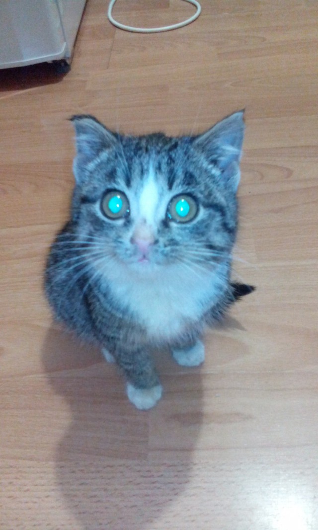 Коты и Кошки