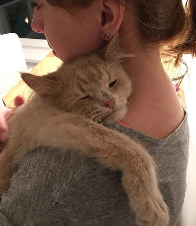 Прикольных котов пост