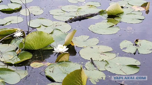 Просто Природа