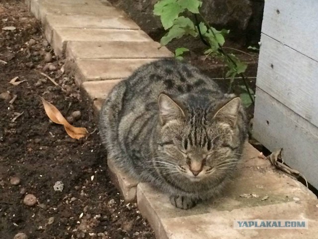 Котовторник 9.01.2018