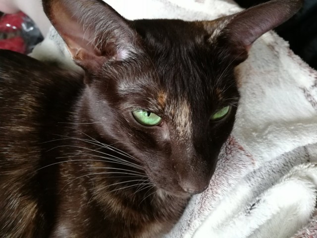 Ушастые кошки