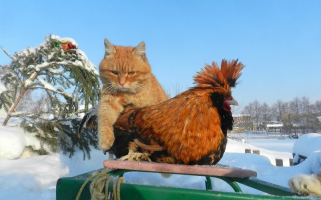 Живность из сети