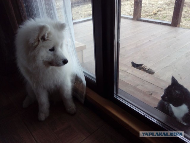 Кот постоянно атакующий добродушную собаку.