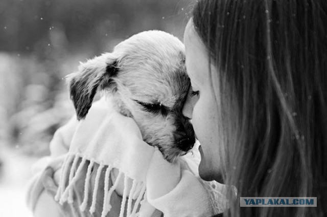 Фотограф снимает последний момент любви между хозяином и собакой перед усыплением
