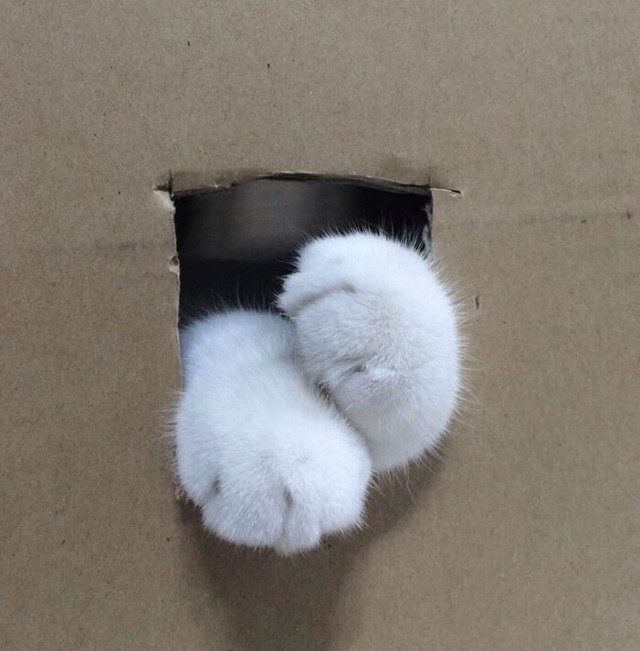 Неадекватные коты