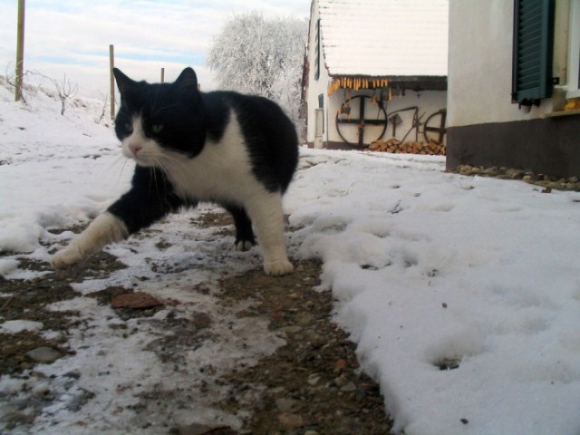 Котовторник на ЯПлакалъ