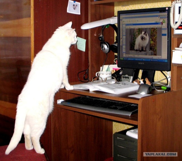 Котовторник на ЯПлакалъ: Кото и кто-то!