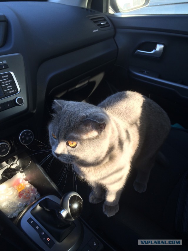 Котовторник 11.09.18.