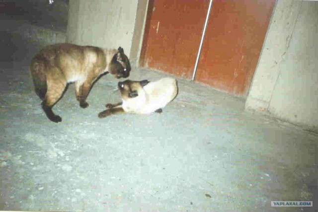 Котовторник!