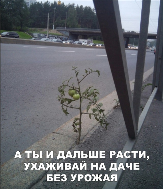 Нестандартный юмор