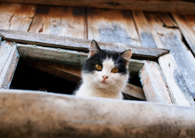 Начинаем котовторник!