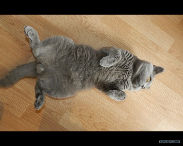 Котовторник с Кузей